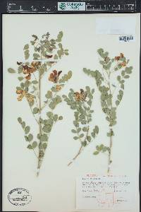 Colutea arborescens image