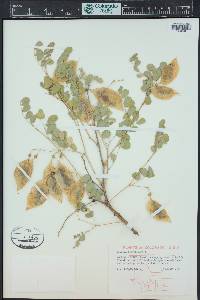 Colutea arborescens image