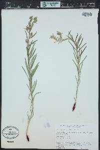 Lithospermum multiflorum image