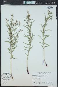 Lithospermum multiflorum image