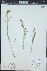 Lithospermum multiflorum image