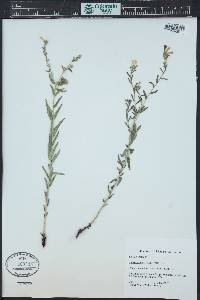 Lithospermum multiflorum image