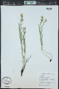 Lithospermum multiflorum image