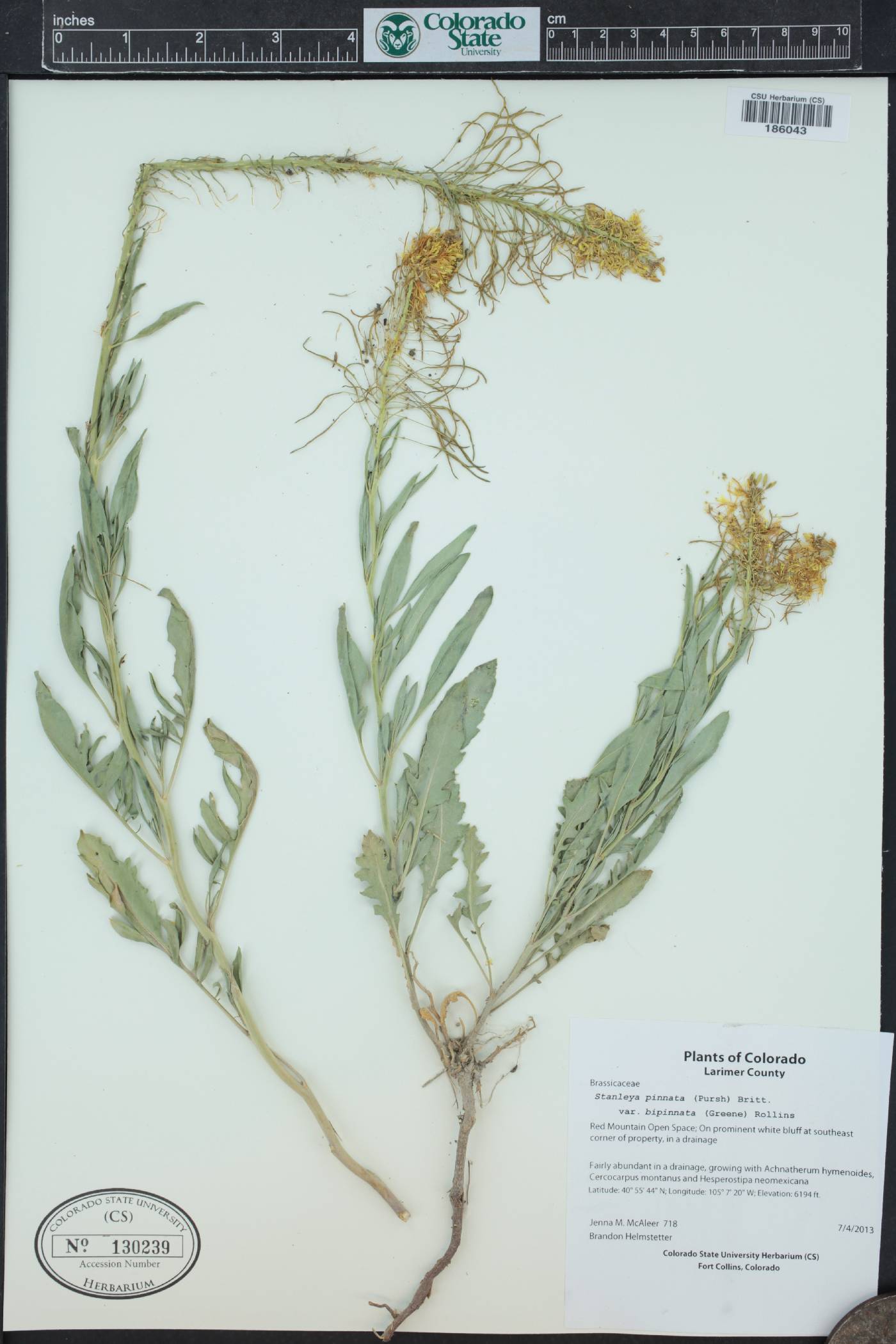 Stanleya bipinnata image