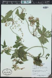 Humulus lupulus var. neomexicanus image