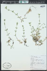 Cerastium fontanum subsp. vulgare image