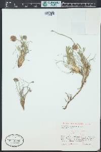 Trifolium dasyphyllum image