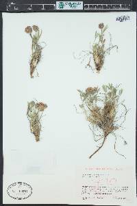Trifolium dasyphyllum image