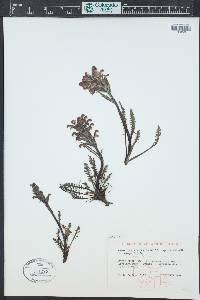 Pedicularis sudetica subsp. scopulorum image