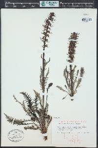 Pedicularis groenlandica image