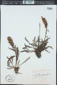 Pedicularis groenlandica image