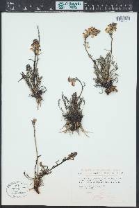 Pedicularis parryi image