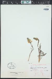 Pedicularis parryi image