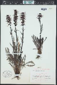 Pedicularis groenlandica image