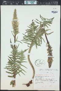 Pedicularis bracteosa image