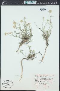 Ipomopsis congesta image