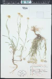 Erigeron concinnus image
