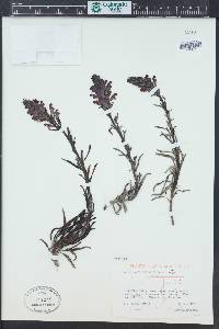 Pedicularis crenulata image