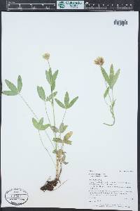 Trifolium longipes image