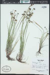 Sisyrinchium montanum image