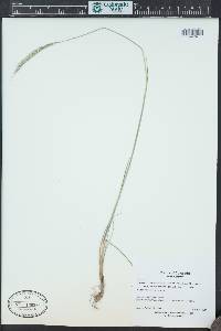 Elymus trachycaulus subsp. subsecundus image