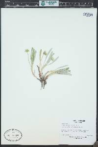 Eriogonum coloradense image