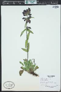 Penstemon whippleanus image