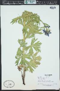 Delphinium barbeyi image