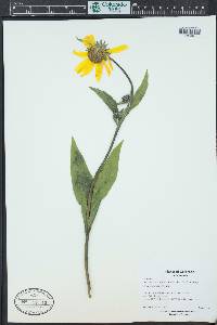 Helianthella quinquenervis image