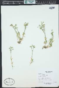 Cerastium arvense image