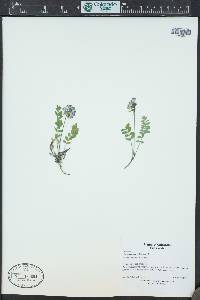Astragalus alpinus image