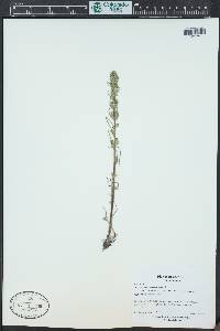 Artemisia borealis image