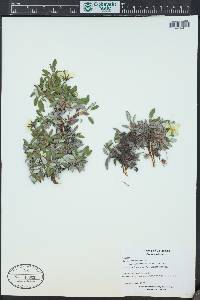 Dryas hookeriana image