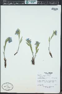 Mertensia lanceolata image