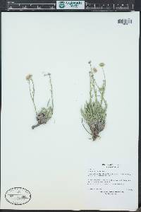 Erigeron canus image