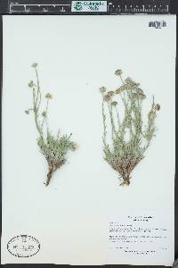 Erigeron canus image