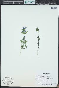 Gentianella amarella subsp. acuta image