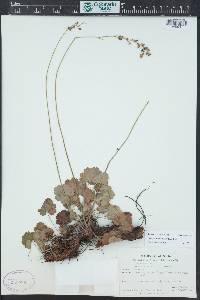 Heuchera inconstans image