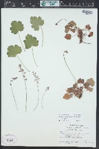 Heuchera rubescens image