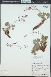 Heuchera rubescens image