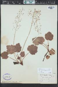 Heuchera micrantha image