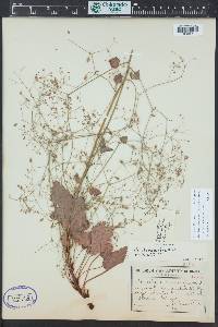 Heuchera micrantha image