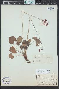 Heuchera sanguinea image