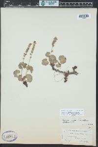 Elmera racemosa image