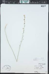 Heuchera parvifolia image