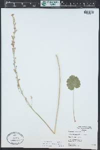 Heuchera parvifolia image