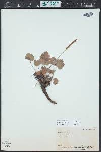 Heuchera bracteata image