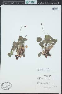 Heuchera bracteata image