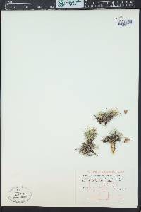 Trifolium dasyphyllum image