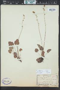 Heuchera parvifolia image